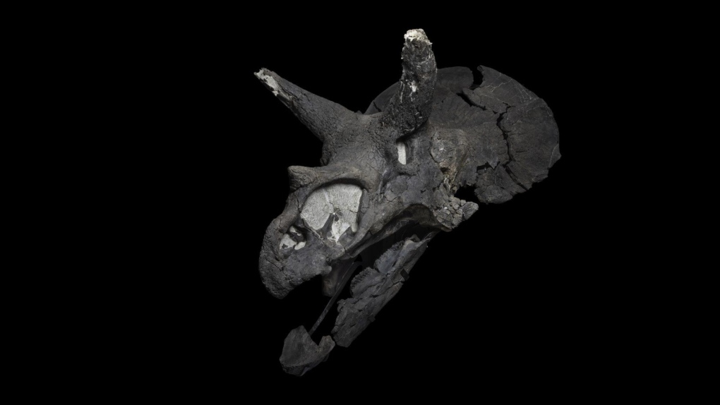 A reassembled and cleaned fossil skull from a triceratops is seen in an undated photo. (Royal Tyrrell Museum of Palaeontology)