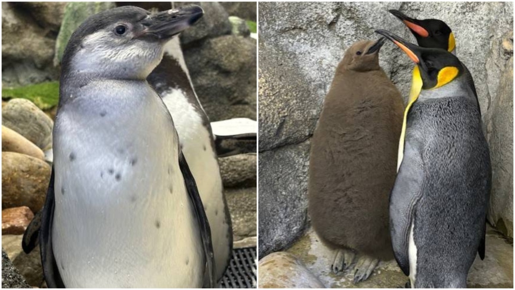 Calgary Zoo penguin chicks Antonio (left) and Augustus (right). (The Calgary Zoo/Facebook) 