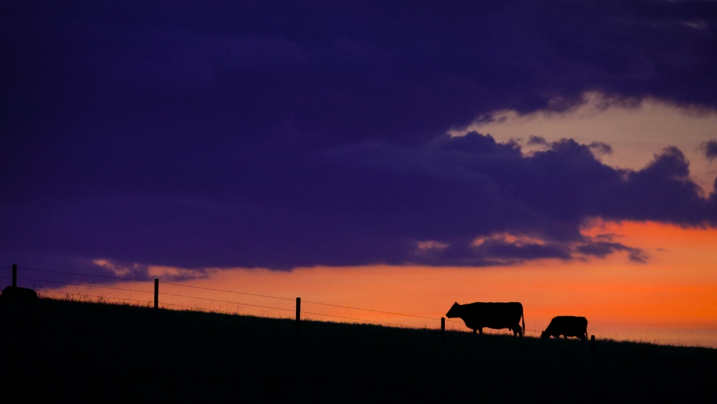Cattle graze at sunset near Cochrane, Alta., Thursday, June 8, 2023.THE CANADIAN PRESS/Jeff McIntosh