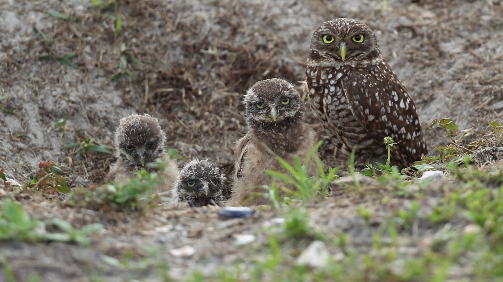 A mature burrowing owl and three young chicks sit at the entrance to their nest in Brian Piccalo Park in Pembroke Pines, Fla. Wednesday, May 2, 2012. (AP Photo/J Pat Carter)