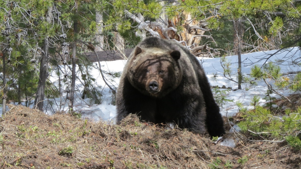 Banff National Park says its had its first recorded bear sighting on March 23, prompting a reminder for park users to remain vigilant about wildlife activity. (Supplied/Banff National Park)