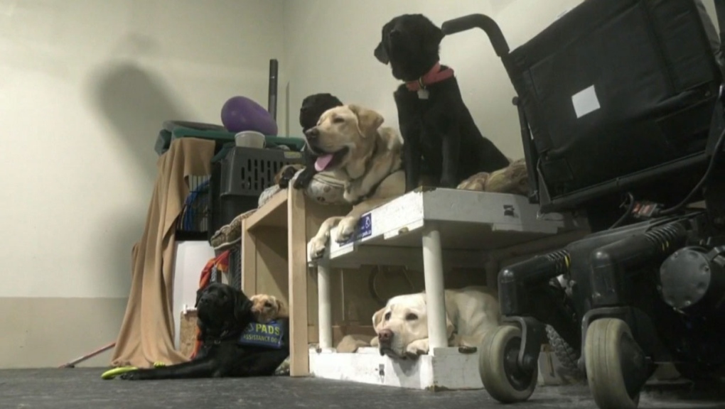 The Pacific Assistance Dogs Society (PADS) is looking for a new location to train its service animals after six years with its partner, the Chasin' Tails Dog Care Centre.