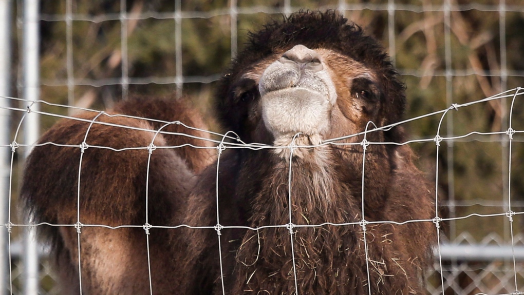 A Bactrian camel stretches its head over a fence at the Calgary Zoo in Calgary, Alta., Thursday, Nov. 28, 2013. THE CANADIAN PRESS/Jeff McIntosh