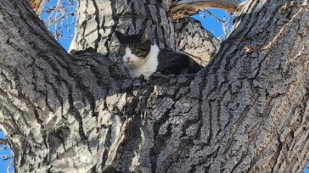 Staff at Foundations for the Future Charter Academy North Middle School first spotted the cat high up in a tree on the afternoon of April 12.