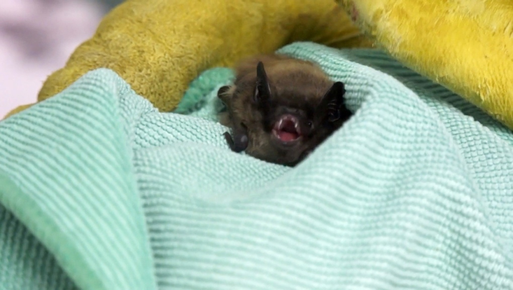 Diminuzione della popolazione di pipistrelli nell’Alberta meridionale