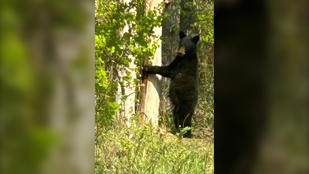A bear was spotted in a tree near the Weaselhead in southwest Calgary Saturday morning. (Photo courtesy of Daryl Holmquist)