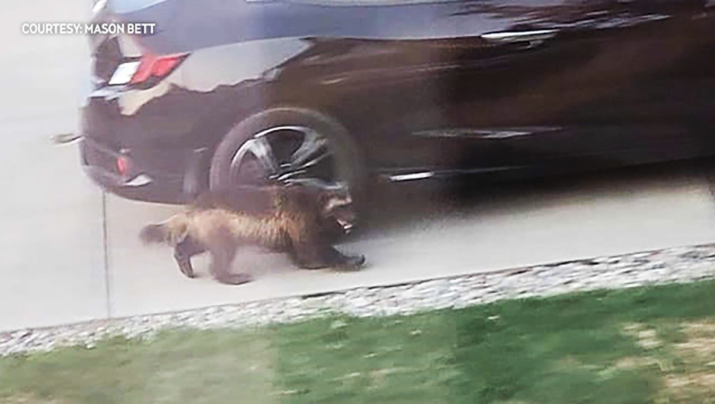A wolverine was photographed Friday morning in an Airdrie driveway. (Photo courtesy Mason Bett)