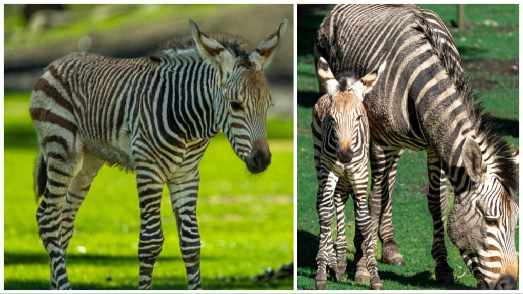Zebra mom Leba gave birth to a baby Hartmann's Mountain zebra on May 21. (Supplied/Wilder Institute/Calgary Zoo)