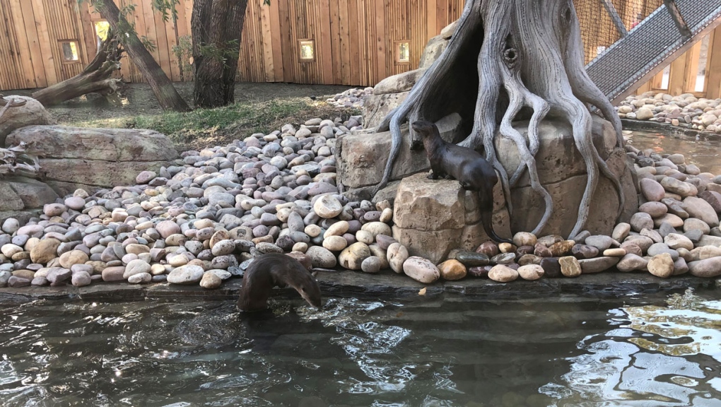 The Wilder Institute/Calgary Zoo says the new river otter habitat in the reimagined Canadian Wilds is larger and more complex for its residents. (Supplied/Wilder Institute/Calgary Zoo)