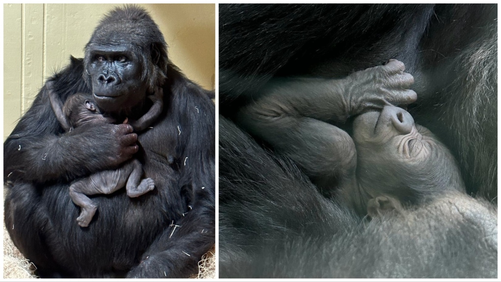 The gender of the new baby gorilla at the Wilder Institute/Calgary Zoo's isn't yet known, but staff say mom Yewande, her baby and the whole troop is doing well. (Supplied/Wilder Institute/Calgary Zoo)