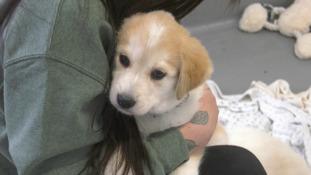 Calgary Humane Society hits full capacity CTV News