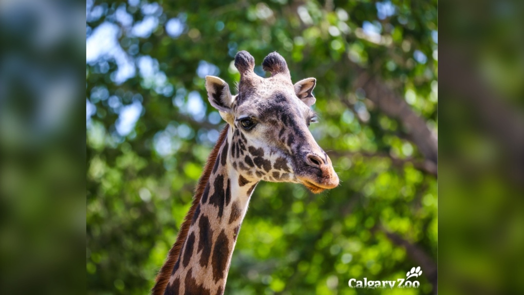 Calgary zoo giraffe dies of a broken neck | CTV News