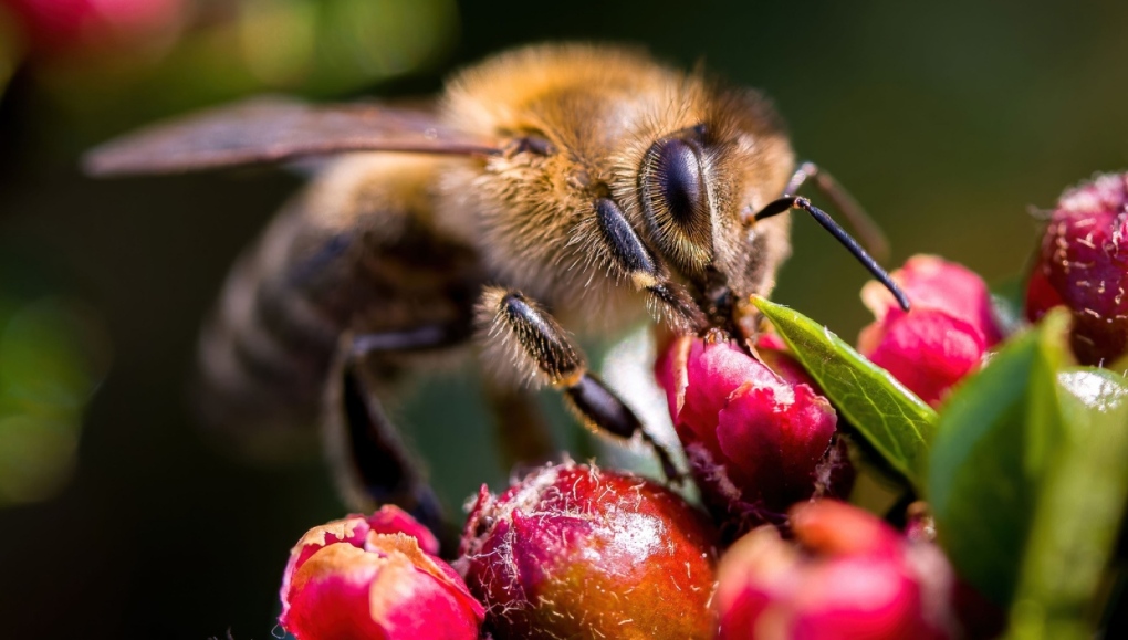 A stock photo shows a bee on a flower. (Pixabay/jbooba)