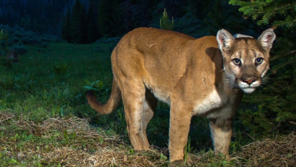 File photo of a cougar. (AP Photo/Teton Cougar Project-Panthera, Neil Wight)