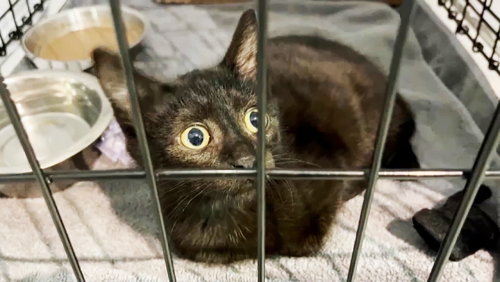 Animal Shelter In Calgary Overwhelmed With Homeless Animals CTV News   Aarcs Pet Adoption Day  Aug 11  2023 1 6517450 1691946172844 