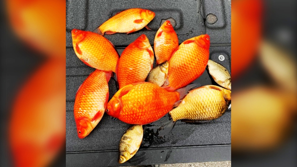 Goldfish and koi are invasive species that have been introduced to a number of Lethbridge ponds. (Photo: City of Lethbridge)