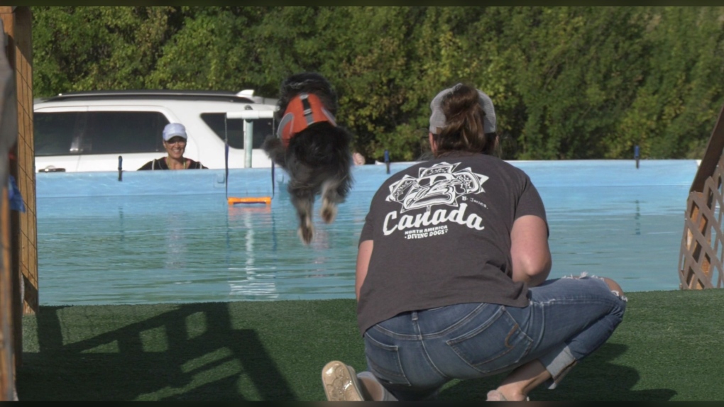 Dozens of dogs make a splash at North America Diving Dog Regional Competition