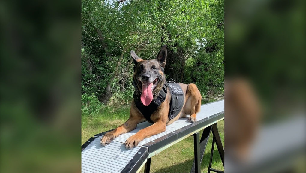 A Lethbridge man faces multiple charges including one that alleges he injured Police Service Dog Robbie, above, who was hit with a lock and needed stitches after an early-morning incident Sept.15 (Photo: Lethbridge Police Service)