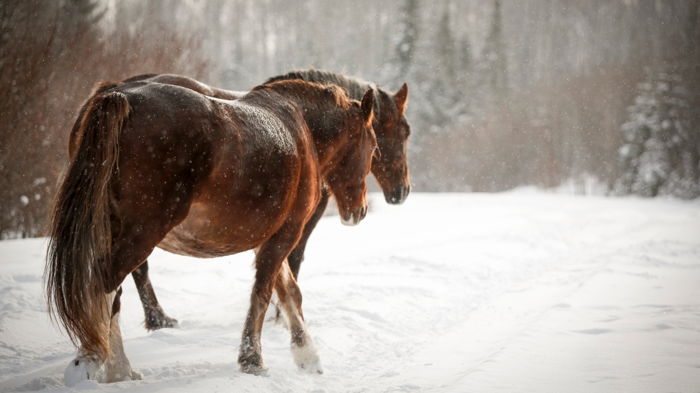 A wild horse mares walk along an oil and gas roadway on crown land near Sundre, Alta., Wednesday, Dec. 11, 2019.THE CANADIAN PRESS/Jeff McIntosh