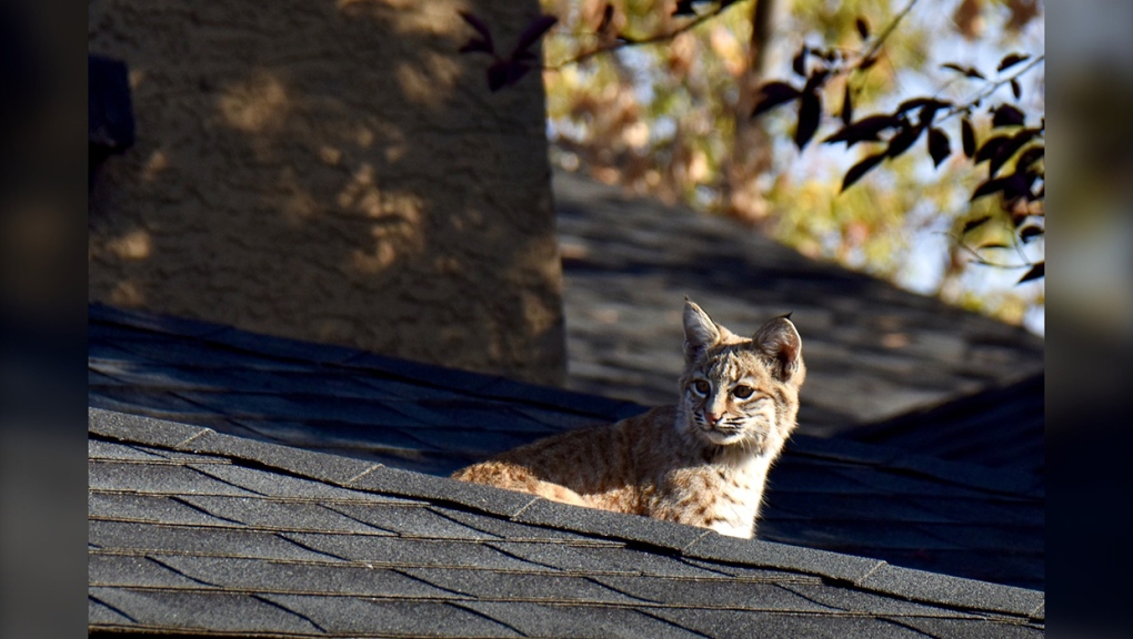 A family of bobcats visited a backyard in Douglasdale Thursday. (Photo: Cathy Brodner)