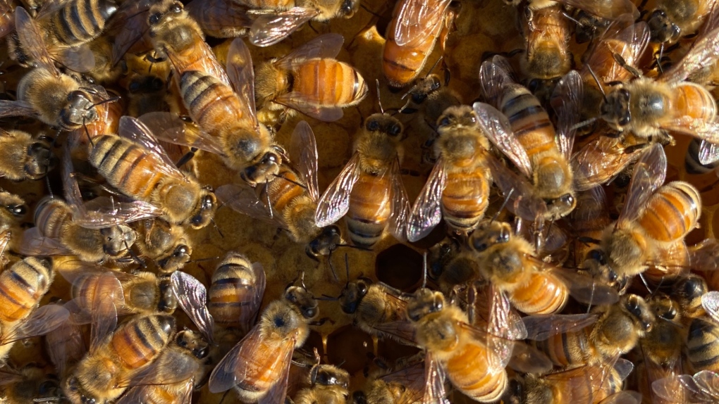 Honeybees are seen in an undated photo. (University of Lethbridge)