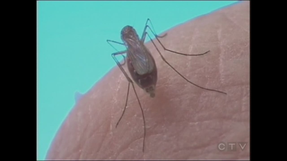 Saskatoon mosquito forecast