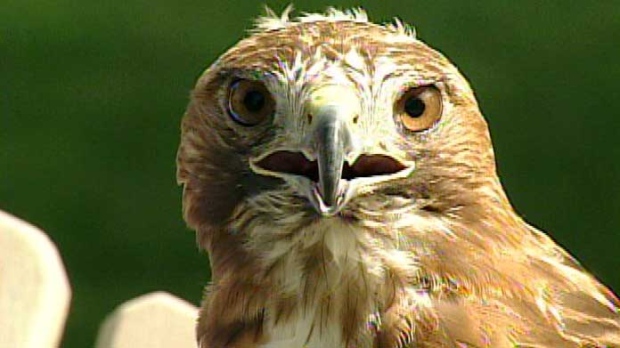 red-tailed hawk