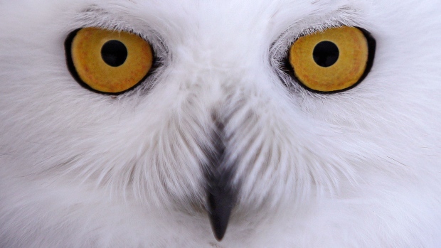 snowy owl