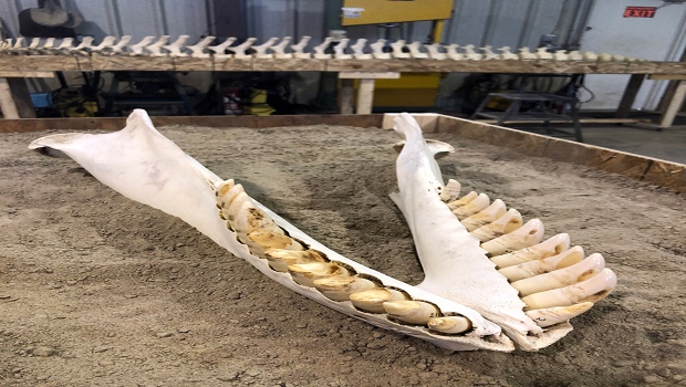 Orca skeleton