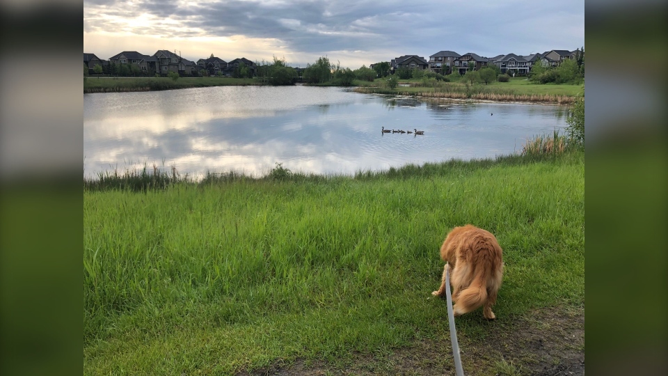 calgary weather, photo of the day, June 18, Rick