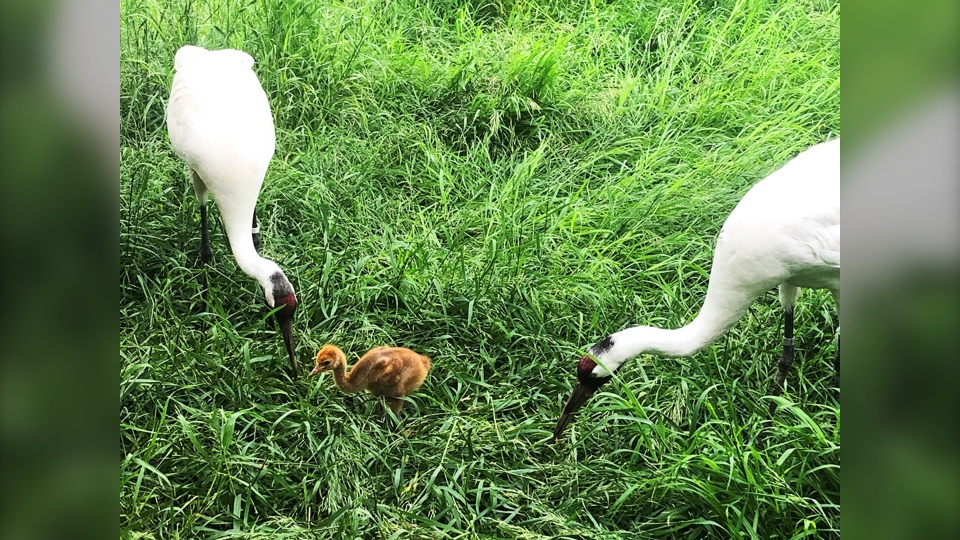 Whooping Cranes