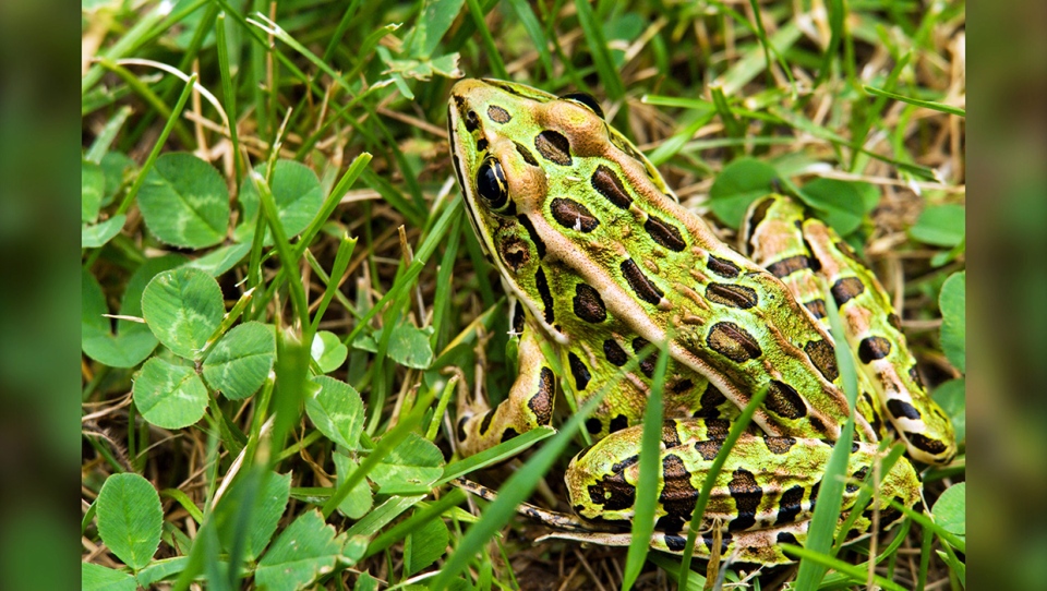 Northern leopard frog