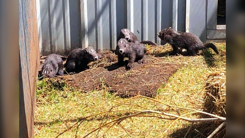 Vancouver island marmot pups