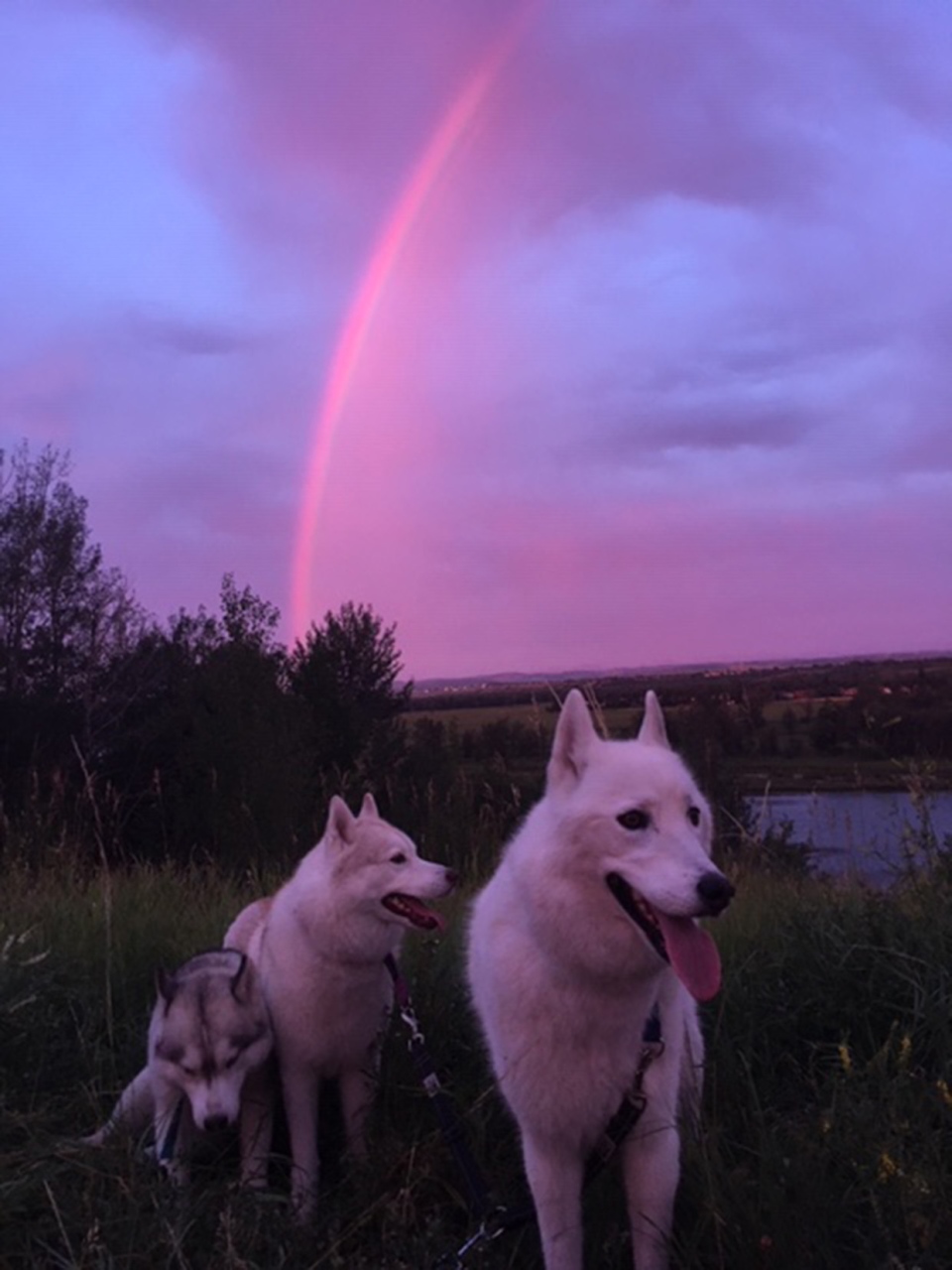 rainbow, dogs, Calgary