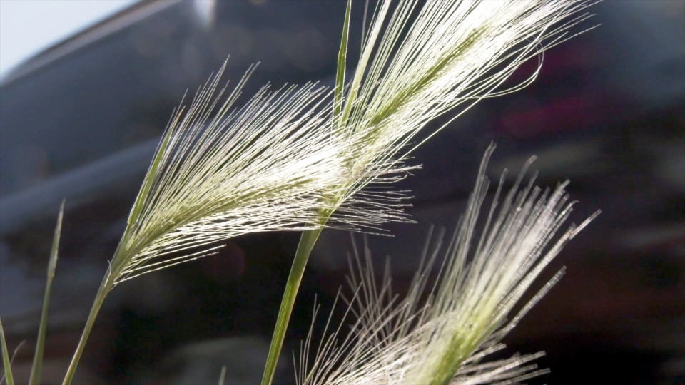 Foxtail grass Calgary