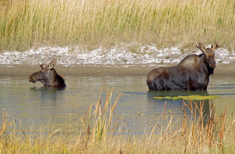 Moose, dugout, Kathyrn, Alberta