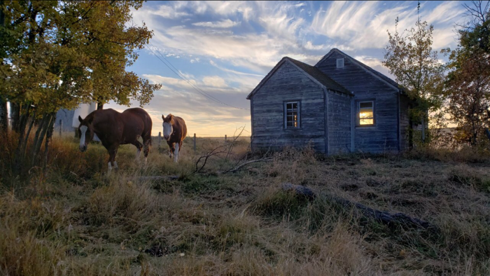 Horses, sunset, Alberta