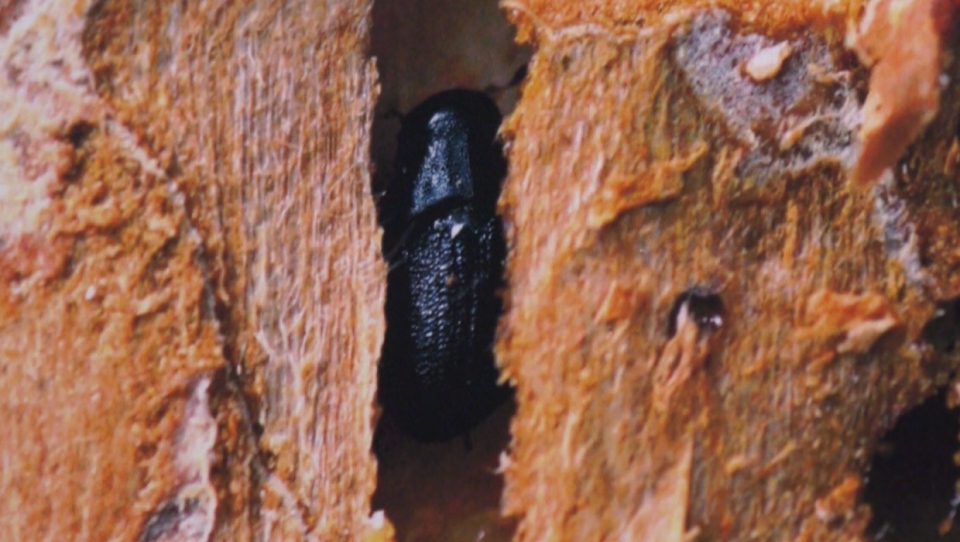 alberta, mountain pine beetle, forestry, province,