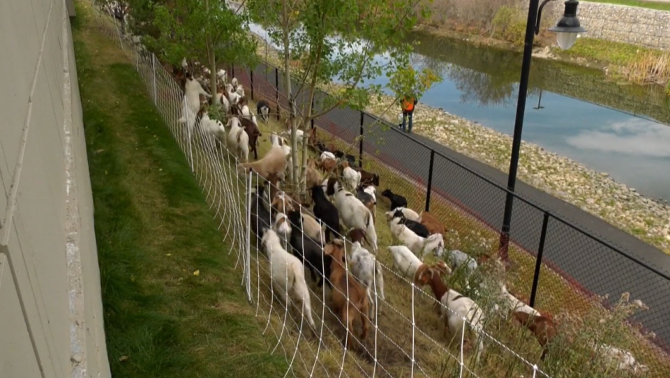calgary, goats, weeds, imperial oil, plants
