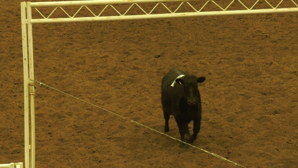 calgary, covid-19, covid 19, rodeo, cattle penning