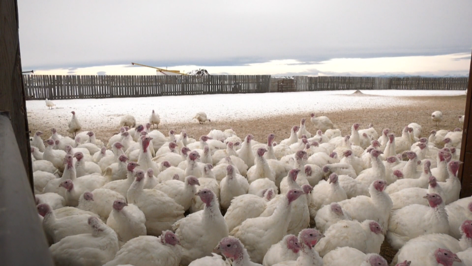 Winter's Turkeys, turkeys, pandemic, Alberta