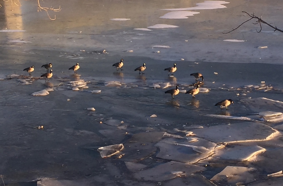 sunning, geese, South Saskatchewan River, Dennis
