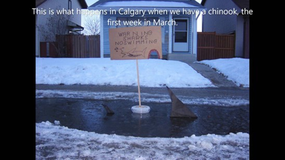 Calgary, chinook, puddle, melt, shark