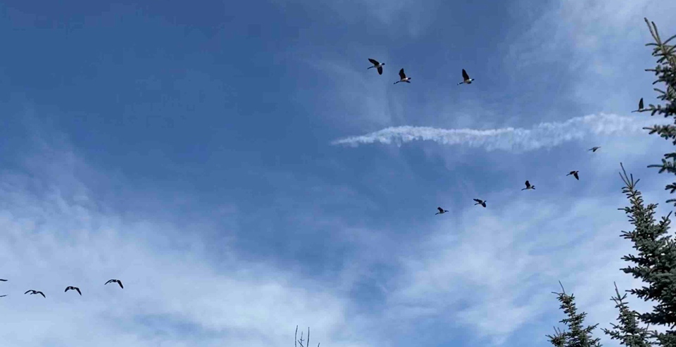 geese, Calgary, Amy, contrails