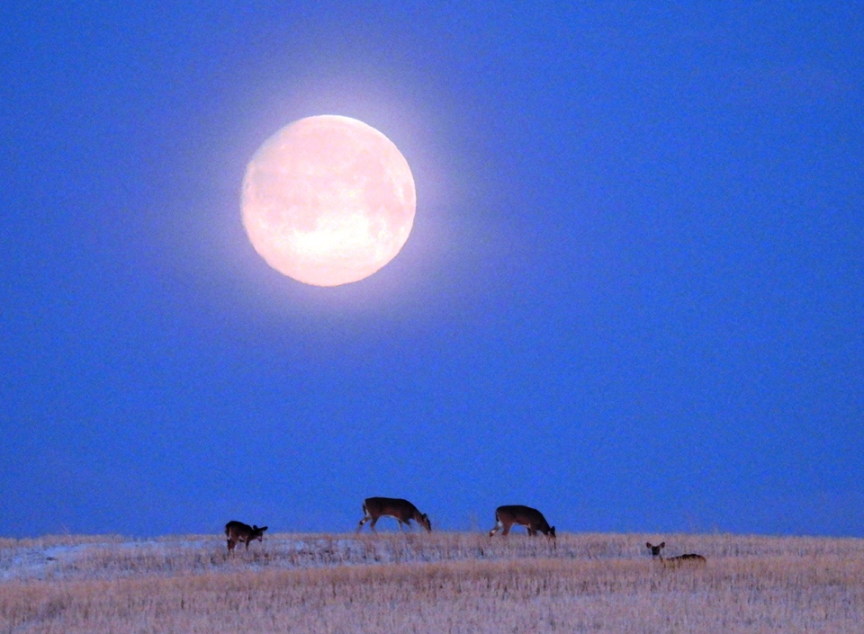 moonset, southern Alberta, deer, Roy