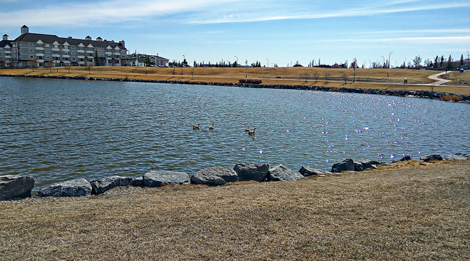geese, pond, Calgary, Tab