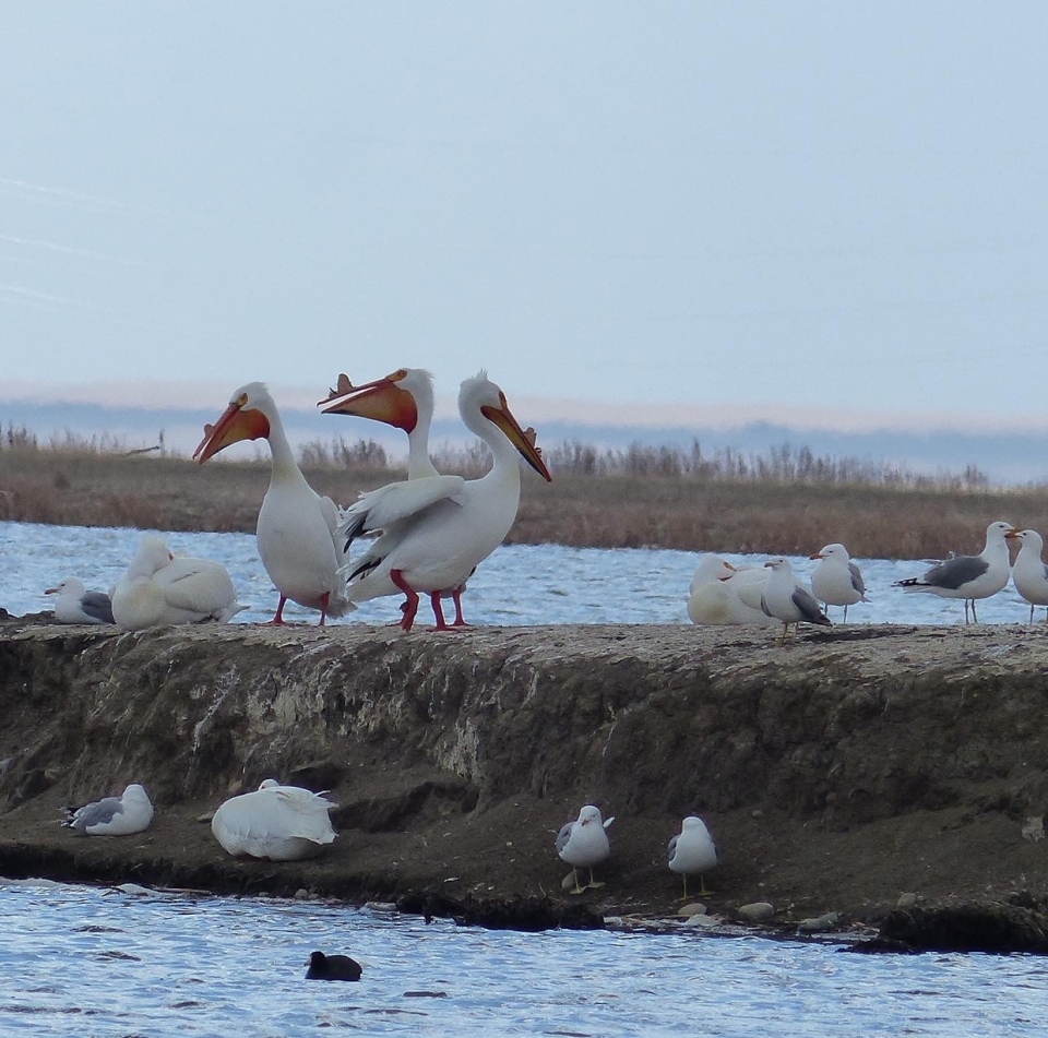Frank Lake, pelicans, Patrice