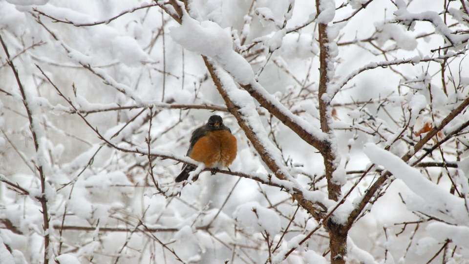 Calgary snow robin