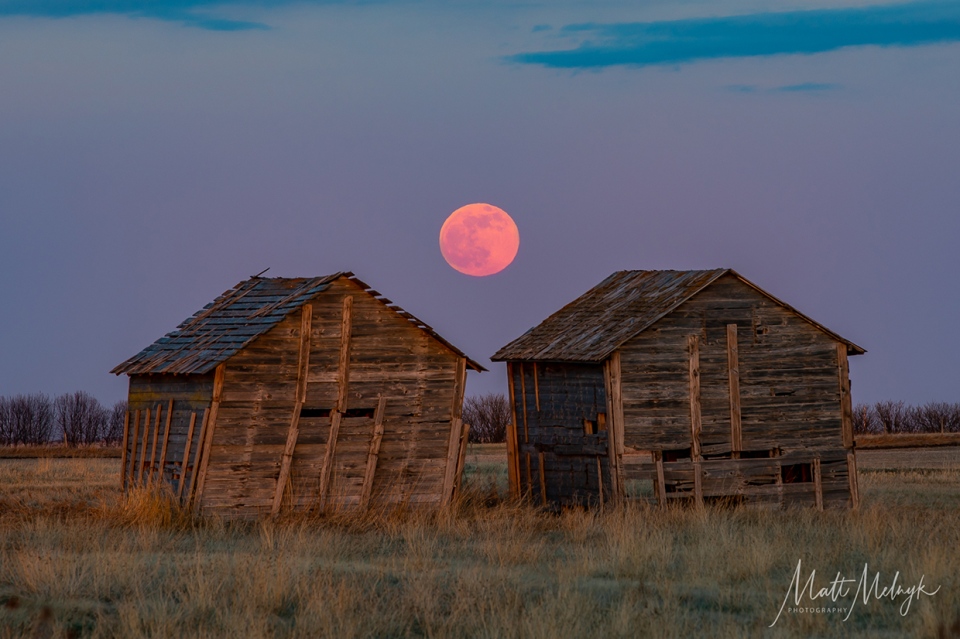 pink moon, Alberta, Matt Melnyk