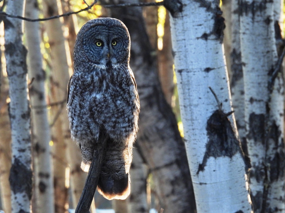 Millarville, Alberta, Roy, great grey owl,